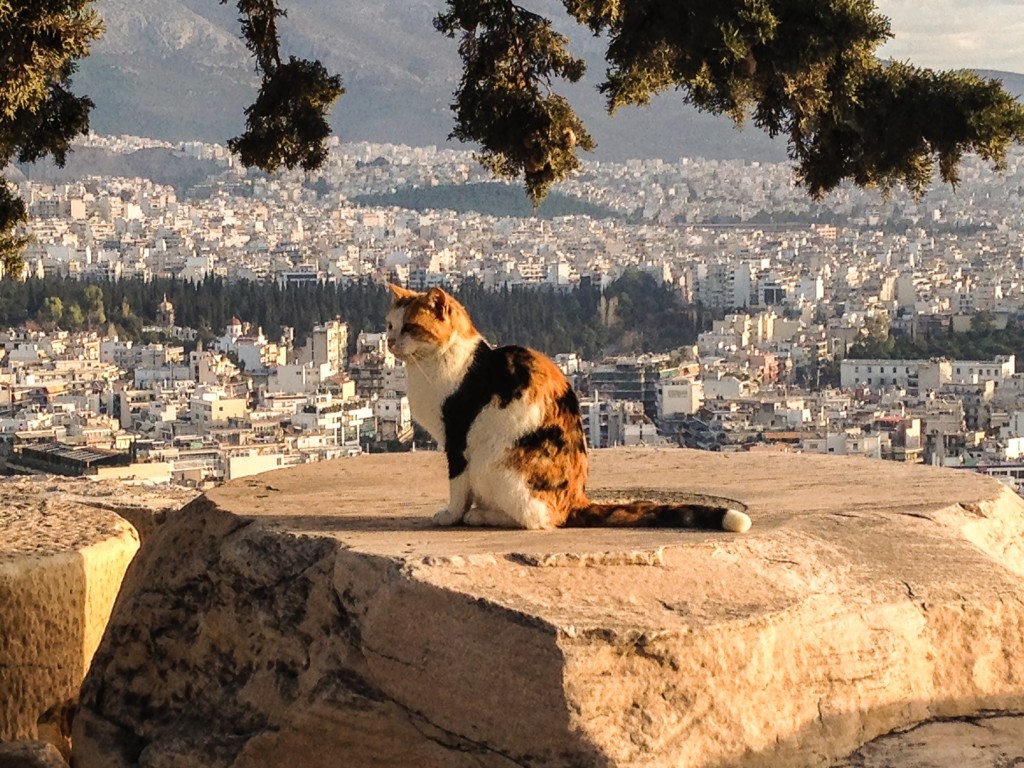 Athens cat hangin' with the history!!!