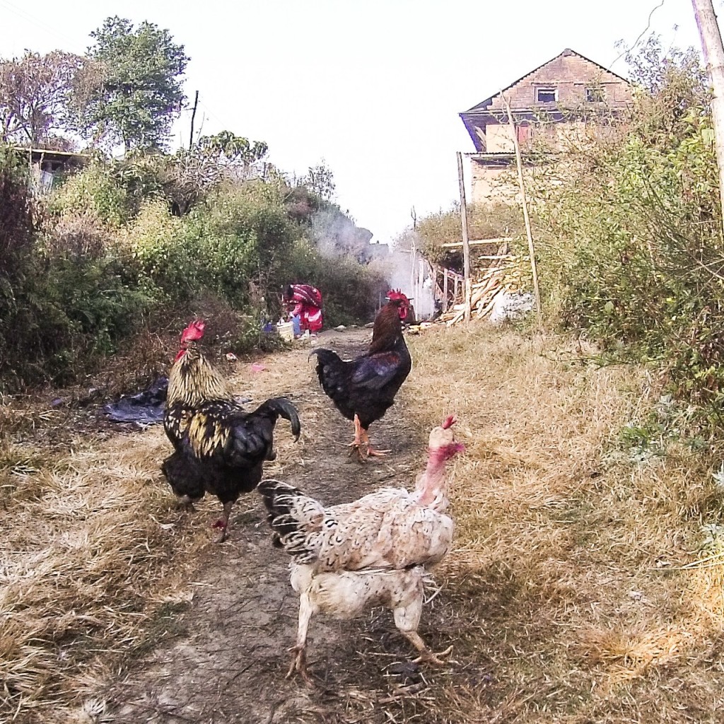 More chickens. And a road through a Nepali hill town, by a home.